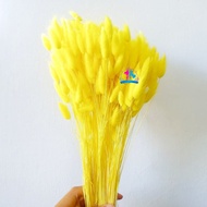 1 ikat Dried Lagurus Yellow | Bunga Kering Lagurus Ovatus Kuning |