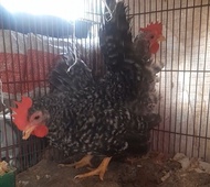JUAL AYAM KATE JALI JANTAN HIDUP SATUAN "ayam sesuai foto"