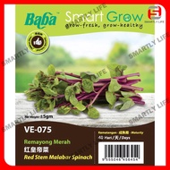 Baba Smart Grow Seed: VE-075 Red Stem Malabar Spinach 红皇帝菜 Remayong Merah Biji Benih