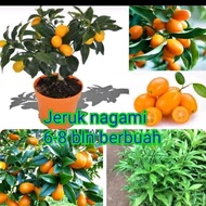Bibit jeruk Nagami Berbuah
