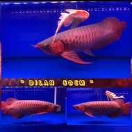 Ikan arwana super red 50cm special kontes