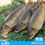 【臺北魚市】 香魚 330g (2尾/包)*8包(共16尾)