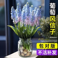 Grape Hyacinth Extra Large Planting Ball Hydroponic Plant Vase Flower Seed Planting Soil Cultivation