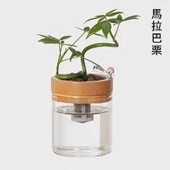 抓錢滿滿好運來【Green Pandora】水耕盆栽/木紋 馬拉巴栗