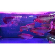 Spesial Ikan Arwana Arowana Golden Red (Rtg)