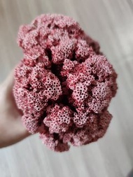 私人收藏，70年代，美国红珊瑚。