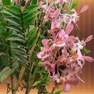 Terjangkau Anggrek Dendrobium Jadulan Bunga Keriting Coklat Muda