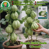 High Yield Chayote Seeds for Planting Vegetables（25pcs/pack）Chayote Melon Seeds Vegetables Seeds for