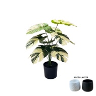 Plant Artificial Variegated Monstera Albino Plant, Philodendron, Money Plant, shrubs, Plant 12 leave