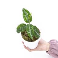 Tanaman Hias Aroid Jenis Aglaonema Pictum Bicolor