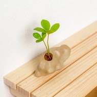 野石系列-墨西哥幸運鐵樹盆栽