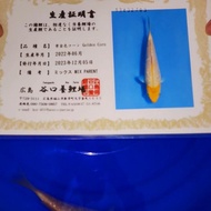 KOI IMPORT GOLDEN CORN TANIGUCHI KOI GOLDEN CORN IMPORT JEPANG