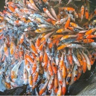 ♤ Paket 10 Ikan koi import Kohaku