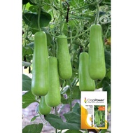 BIJI BENIH LABU AIR F1/BOTTLE GUARD F1 SEEDS(8 SEEDS-REPACK CROP POWER)