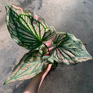 GPS Green Plant Society live plant Caladium Super Pink Thai Beauty (Rare Batik)