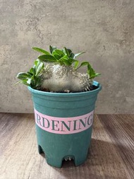 惠比須笑 多肉植物 塊根