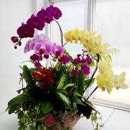 Mixed Packed Phalaenopsis Orchid Seeds Bonsai Plants Flower Balcony Decor Flower Seeds Live Plants Air Plant Seed