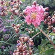 Keratan Pink Crape Myrtle (Lagerstroemia Indica)