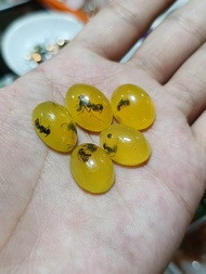 batu cincin getah katilayu semut jual lostune