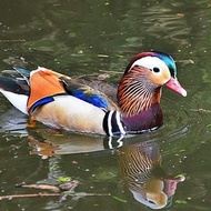 telur bebek hias Mandarin duck