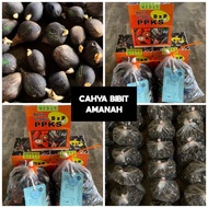COD- BELI 3+SERTIFIKAT benih bibit kelapa sawit (PPKS) SUPER UNGGUL