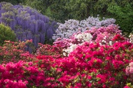 客製｜春櫻紫藤花祭~足利花卉公園.採草莓.日光東照宮.迷你小團五日【專屬包車】(天天出發)※不含機票