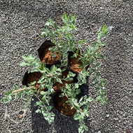 GPS Green Plant Society Live Plant Leucophyllum 1ft 红花玉芙蓉 蓝宝石