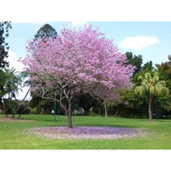 Sakura Malaysia /tabueia [anak pokok] bunga pink bunga selapis