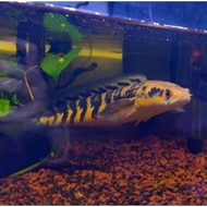 BEST IKAN CHANNA 4-5CM MARU YELLOW SENTARUM (RED EYE ) CHANA YS 4-5CM