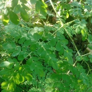 Moringa Powder homemade
