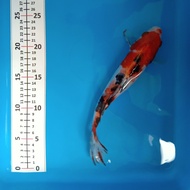 IKAN KOI BLITAR SHOWA 22CM ~unchek~