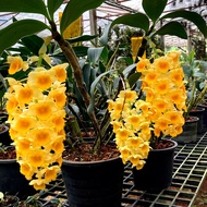 เอื้องมอนไข่เหลี่ยม เอื้องมอนคำ เอื้องม่อนไข่เหลือง Dendrobium densiflorum กล้วยไม้ป่าสวยๆ กล้วยไม้ห