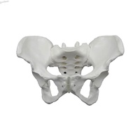GB Female Pelvis Skeleton Model Life Size Shows Sacrum Ilium Pubis Lumbar Vertebr