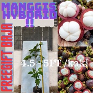 Pokok Manggis(HYBRID) 4.5-5FT KAKI CEPAT BERBUAH/mangosteen/