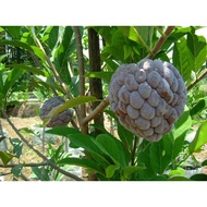 Anak pokok buah nona