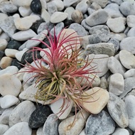 Ionantha Fuego Airplant Clump