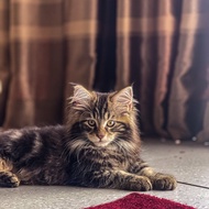 Kucing mainecoon pedigree cfa jantan