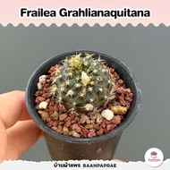 รวมเฟรเรีย Frailea ไม้อวบน้ำ กุหลาบหิน cactus&amp;succulent