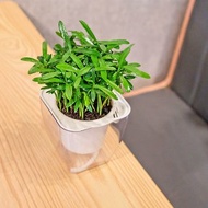 小葉羅漢松 免澆水方形盆栽 室內植物 觀葉植物 禮物 盆栽