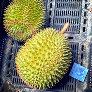 IOI DURIAN & D13 durian