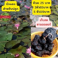 หัวบัวแดง บัวกินสาย สำหรับปลูก หัวละ25บาท ปลูกง่ายแค่โยนลงน้ำ ได้ลึกถึง6เมตร หรือจะปลูกในกล่องในโอ่ง