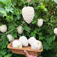 Apple Bitter Gourd Seeds Sweet Crispy Fruit Bitter Gourd Spring Four Seasons Sowing Vegetable Seeds 