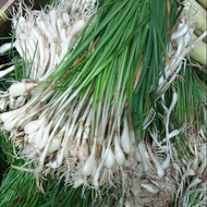 Vegetables Chives Onions Fresh chives package Per bunch - Can be used for seeds