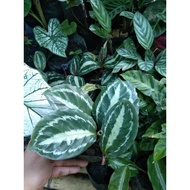 ☃❏calathea picturata calathea