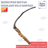 Bhutan Highland Premium Wild Harvest Grade D Wild Cordycep Sinensis 1 Piece Bhutan Authorized Export