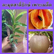 (1ต้น)🍊ละมุดสาลี่ยักษ์ เพาะเมล็ด🍊🌼 หวานจัดไม่เป็นทราย หอมกรอบอร่อยมาก 🌼🌾ความสูง 35 ซม.🌾