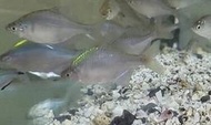 玩家水族 特選大型 體色鮮艷 高體鰟鮍 牛屎鯽