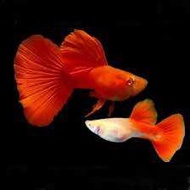 Albino Full Red 🇻🇳 Line Full Guppy Fish Pair (PREMIUM TOP GRADE)