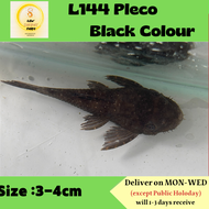 Albino Bristlenose L144 Pleco Black