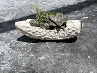 食肉計畫-no.1苦瓜 多肉植物盆栽